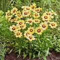 Coreopsis Solar Coreopsis Solar Moon