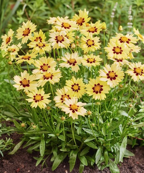 Coreopsis Solar Coreopsis Solar Moon