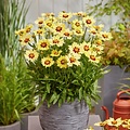 Coreopsis Solar Coreopsis Solar Moon