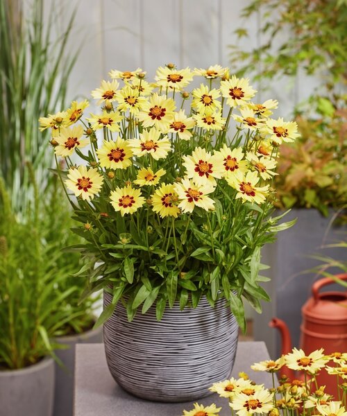 Coreopsis Solar Moon