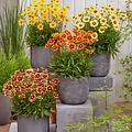 Coreopsis Solar Coreopsis Solar Fancy