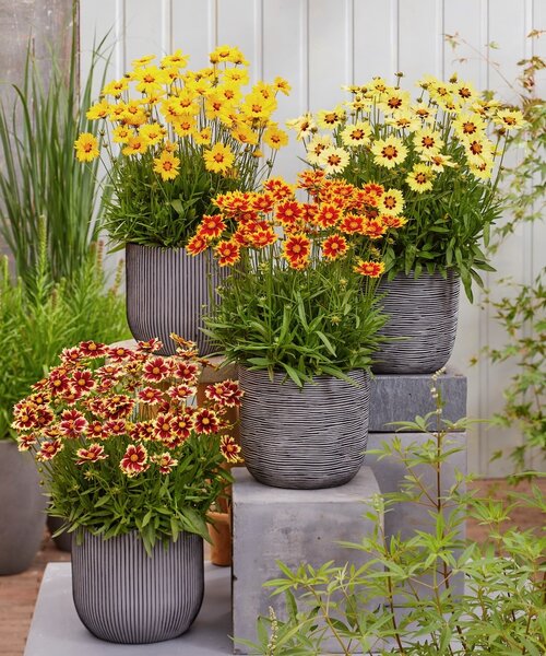 Coreopsis Solar Coreopsis Solar Jewel