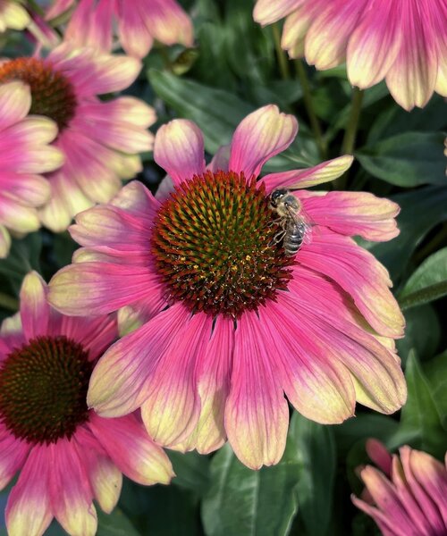 Echinacea Pink Lemonade