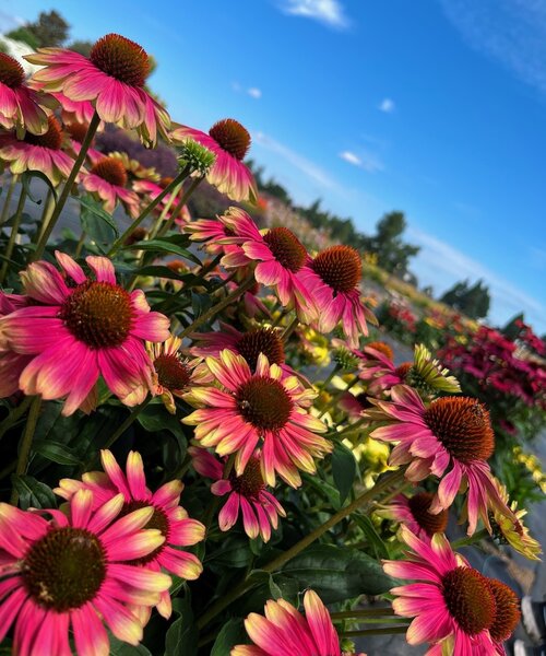 Echinacea Pink Lemonade