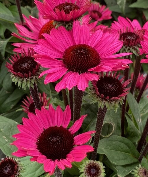 Echinacea SunSeekers Echinacea SunSeekers Purple Towers