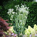 Eryngium Magical Silver Globe