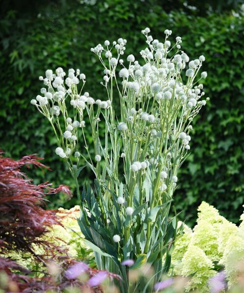 Eryngium Magical ™ Eryngium Magical ™ Silver Globe