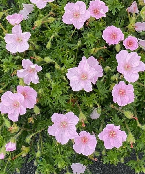 Geranium Frivolius Pink