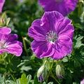 Geranium Frivolius Geranium Frivolius Purple