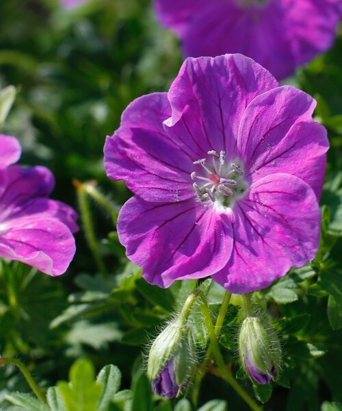 Geranium Frivolius Geranium Frivolius Purple