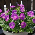 Geranium Frivolius Geranium Frivolius Purple