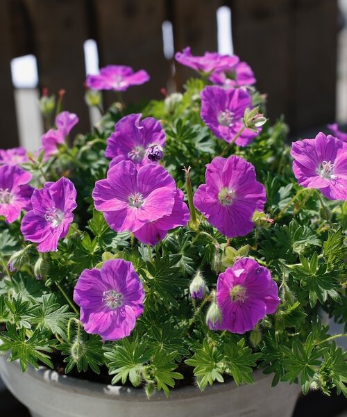 Geranium Frivolius Geranium Frivolius Purple