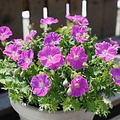 Geranium Frivolius Geranium Frivolius Purple