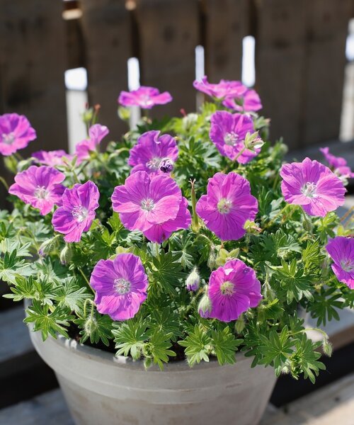 Geranium Frivolius Geranium Frivolius Purple