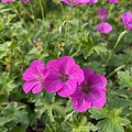 Geranium Russell Prichard