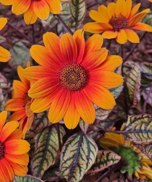 Heliopsis Orange Marble