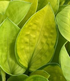 Hosta Rainforest Sunrise