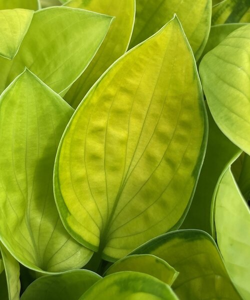 Hosta Rainforest Sunrise