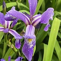 Iris Purple Flame
