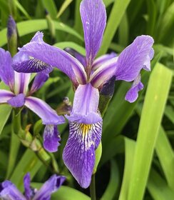 Iris Purple Flame