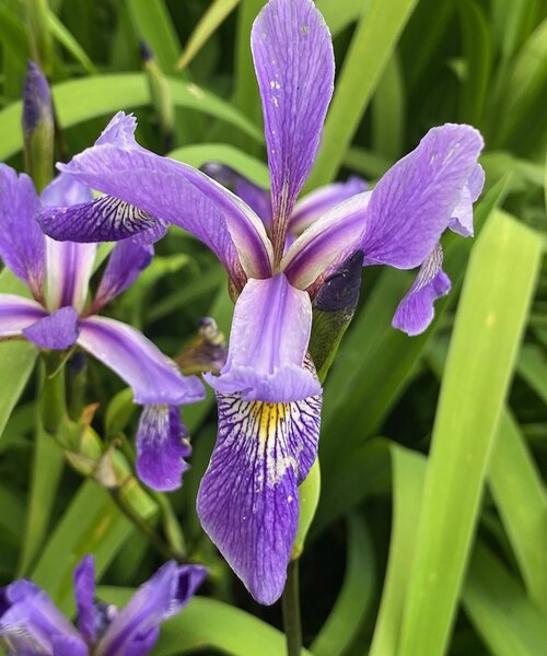 Iris Purple Flame