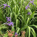 Iris Purple Flame