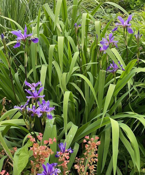 Iris Purple Flame
