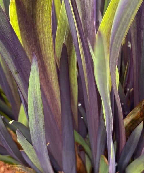 Iris versicolor Purple Flame