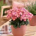 Lewisia Safira Lewisia Safira ™ Sunrise