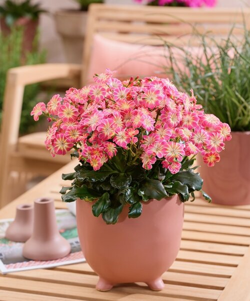 Lewisia Safira Lewisia Safira ™ Sunrise
