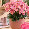 Lewisia Safira Lewisia Safira ™ Sunrise