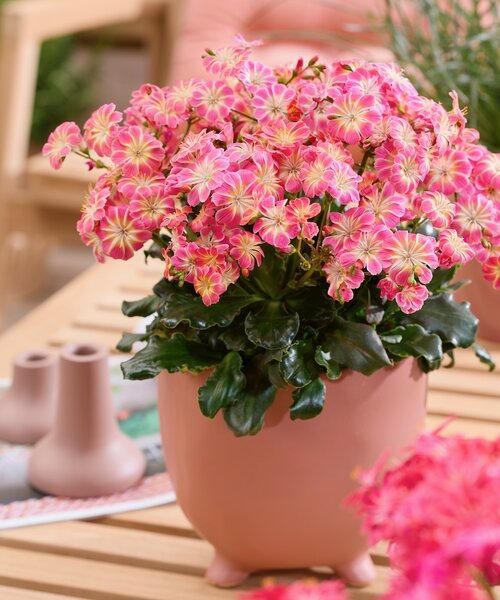 Lewisia Safira Lewisia Safira ™ Sunrise