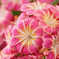 Lewisia Safira Lewisia Safira ™ Sunrise