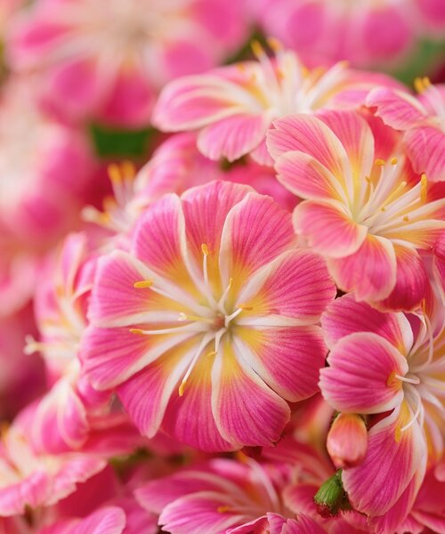 Lewisia Safira Lewisia Safira ™ Sunrise
