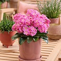 Lewisia Safira Lewisia Safira ™ Tropic Pink