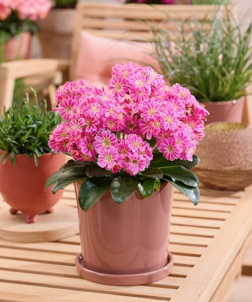 Lewisia Safira Lewisia Safira ™ Tropic Pink