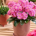 Lewisia Safira ™ Tropic Pink