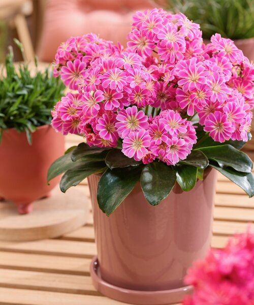 Lewisia Safira Lewisia Safira ™ Tropic Pink