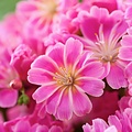 Lewisia Safira ™ Tropic Pink