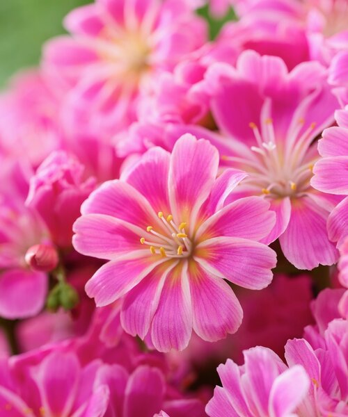 Lewisia Safira Lewisia Safira ™ Tropic Pink