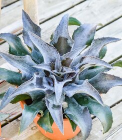 Mangave Mad About ™ Night Owl