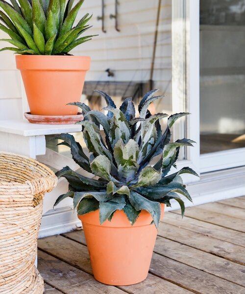 Mangave Mad About ™ Mangave Mad About ™ Night Owl