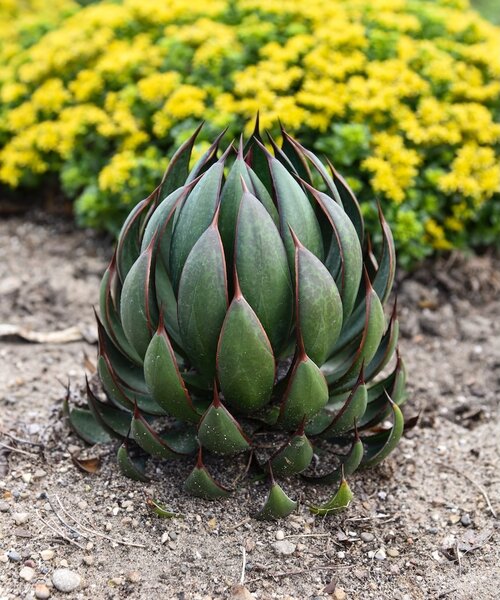 Mangave Mad About ™ Mangave Mad About ™ Praying Hands