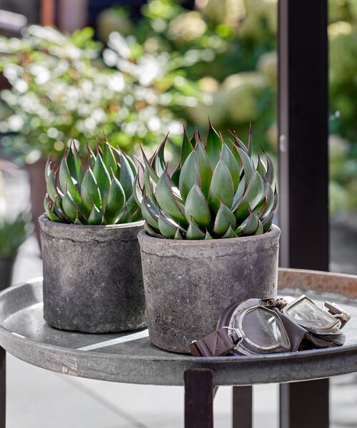 Mangave Mad About ™ Mangave Mad About ™ Praying Hands