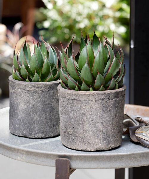 Mangave Mad About ™ Mangave Mad About ™ Praying Hands