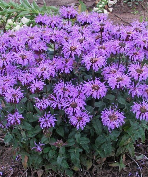 Monarda Sugar Buzz™ Blue Moon