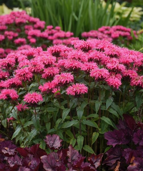 Monarda Sugar Buzz Monarda Sugar Buzz™ Bubblegum Blast