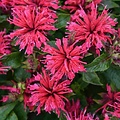 Monarda Sugar Buzz Monarda Sugar Buzz™ Cherry Pops