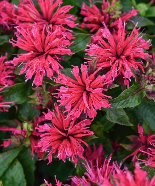 Monarda Sugar Buzz Monarda Sugar Buzz™ Cherry Pops