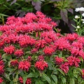 Monarda Sugar Buzz™ Cherry Pops